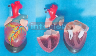 BIG NEW MAGNIFIED-ANAT HEART. HORIZENTAL STYLE